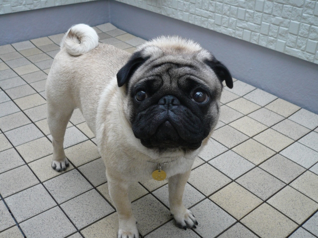 f0128821_1391421.jpg