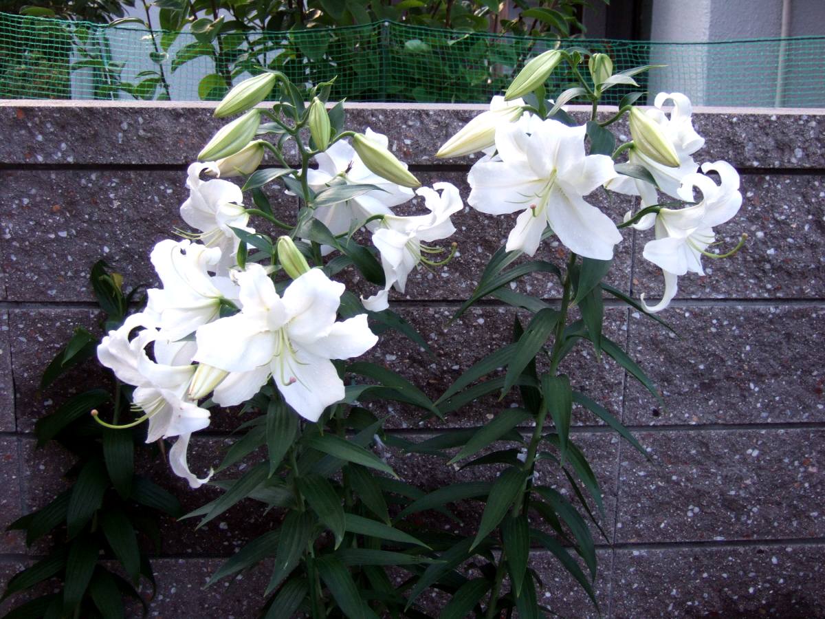 c0020725_18475314.jpg
