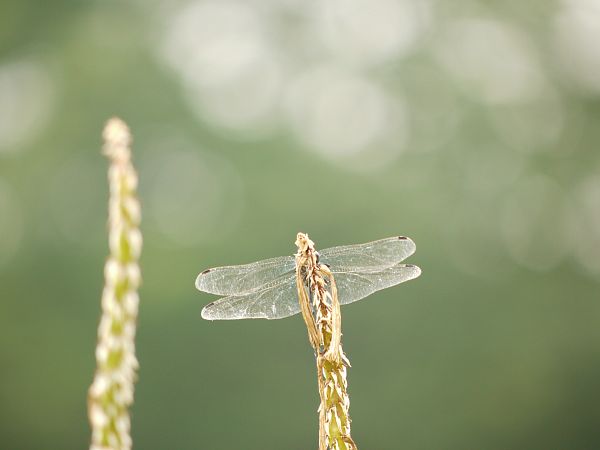 c0109827_21262512.jpg