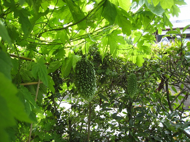 b0161750_21312389.jpg