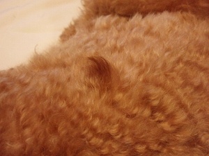 c0135363_226114.jpg
