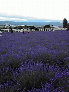 c0144868_247028.jpg
