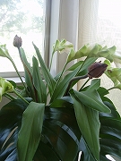 b0133870_8324261.jpg