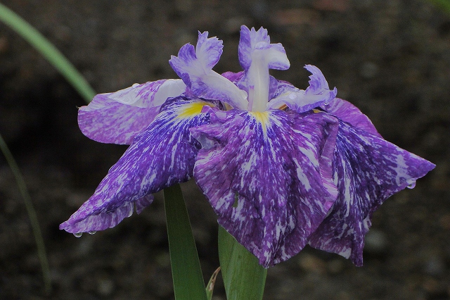 c0183777_611260.jpg