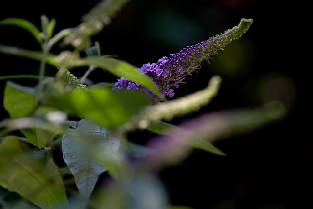 a0083081_17271792.jpg