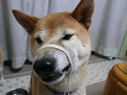c0123890_224731.jpg