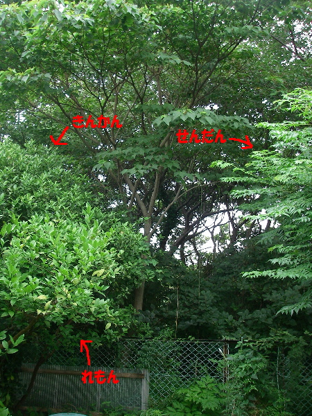 d0046294_15425741.jpg