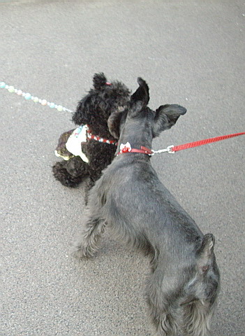 c0138198_16394947.jpg