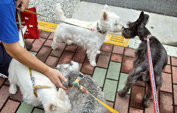 c0138198_16415317.jpg
