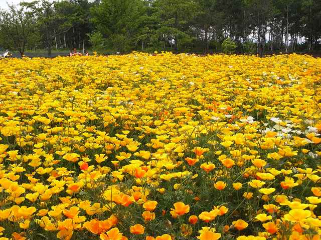 f0157901_1436548.jpg