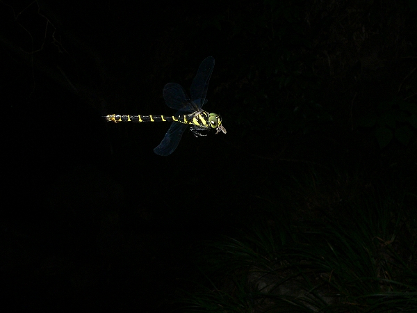 e0002314_1747172.jpg
