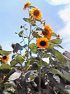 b0094025_17502325.jpg