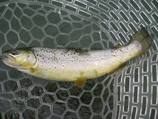 f0065341_083328.jpg