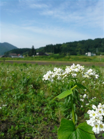 b0072651_19534146.jpg