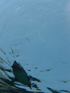 f0009451_9385170.jpg