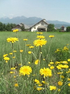 f0009451_944526.jpg