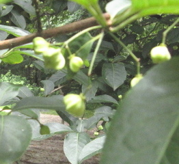 d0031853_33863.jpg