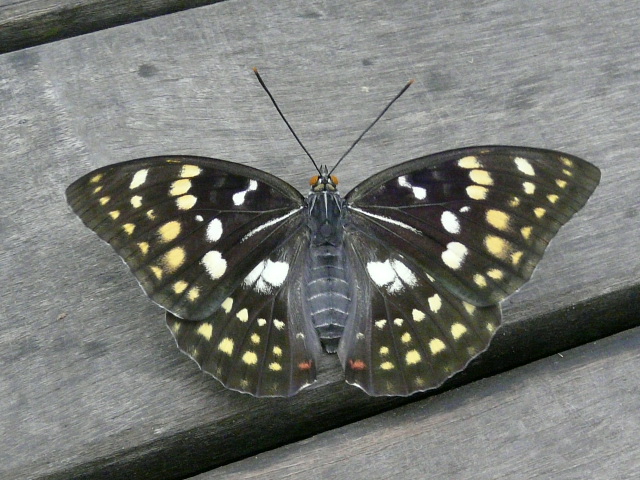 e0145782_18465775.jpg