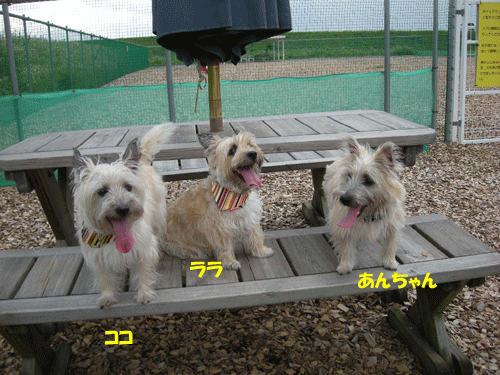 e0066883_21555510.gif