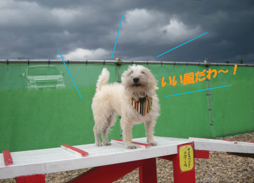 e0066883_2213539.gif