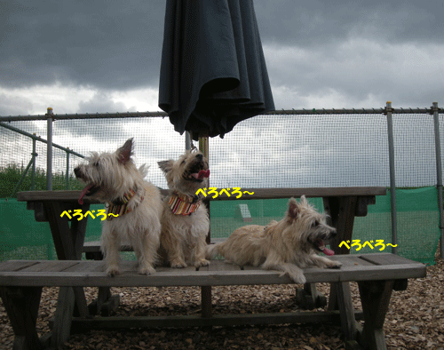 e0066883_2261183.gif