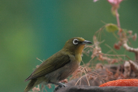 d0133693_9162661.jpg