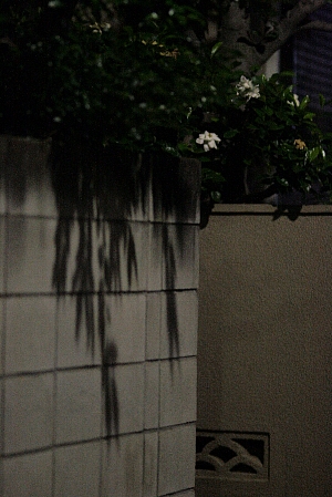 d0133693_9174011.jpg