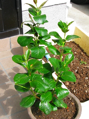 f0181394_1621345.jpg