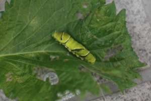 c0129498_1123155.jpg