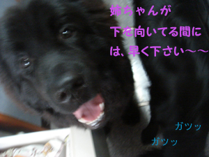 e0005603_1585379.jpg