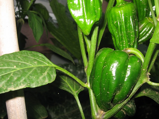 f0202703_1727127.jpg