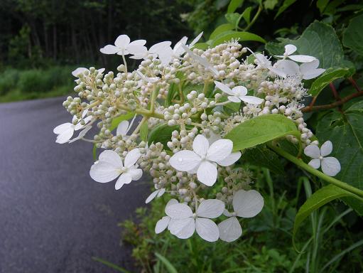 e0123808_17161557.jpg