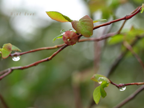 a0021110_15175931.jpg