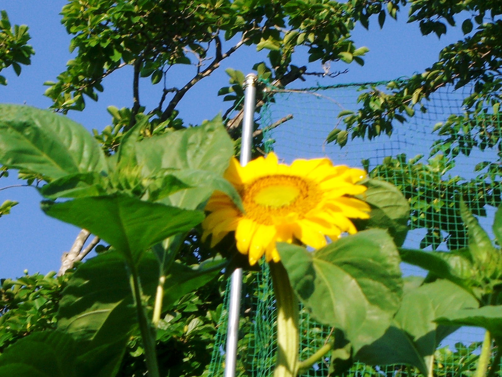 a0111618_11499100.jpg