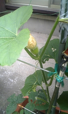 c0089719_1555583.jpg