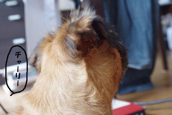 e0103831_14232393.gif