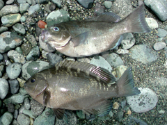 e0005548_0124581.jpg