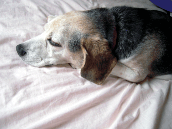 b0005652_21444291.gif