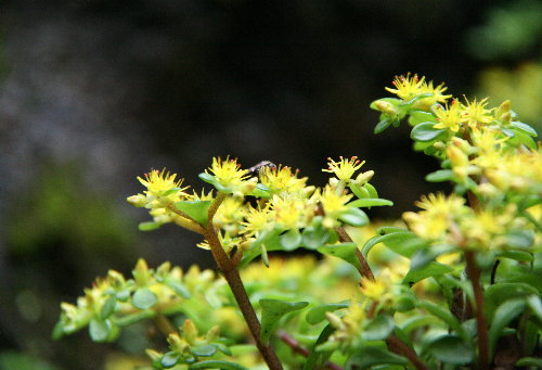 f0181173_1519491.jpg