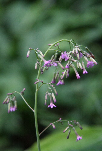 f0181173_1537838.jpg