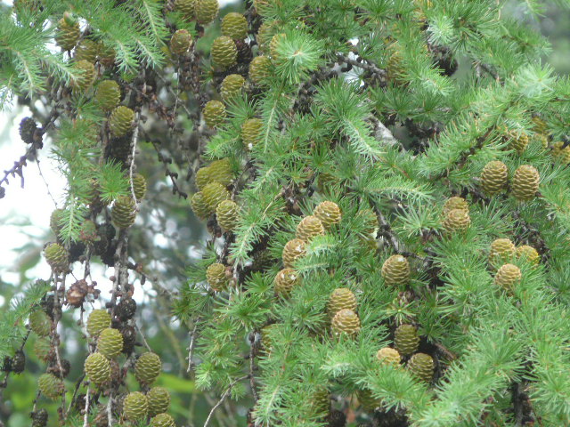 e0145782_19211524.jpg