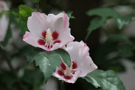 d0133693_5285676.jpg