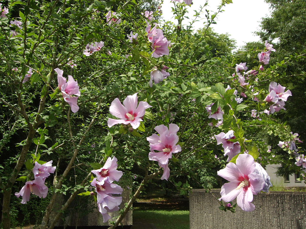 f0100593_13442521.jpg