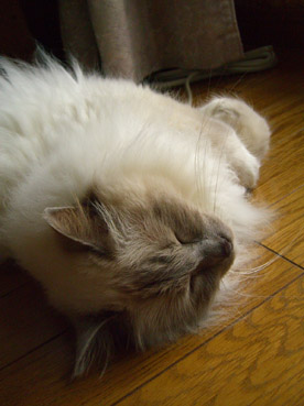a0045697_1271478.jpg