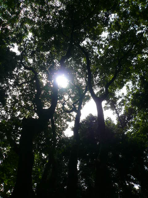 e0138314_1592352.jpg