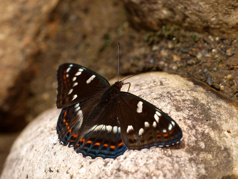 d0090322_6363372.jpg