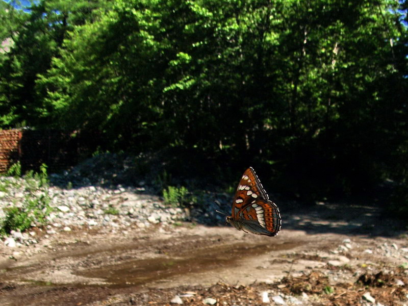 d0090322_6391661.jpg