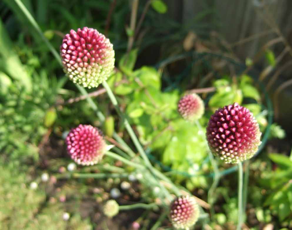 c0120526_04938.jpg