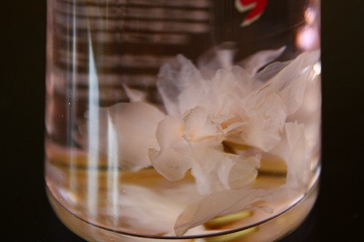 c0153740_3513518.jpg