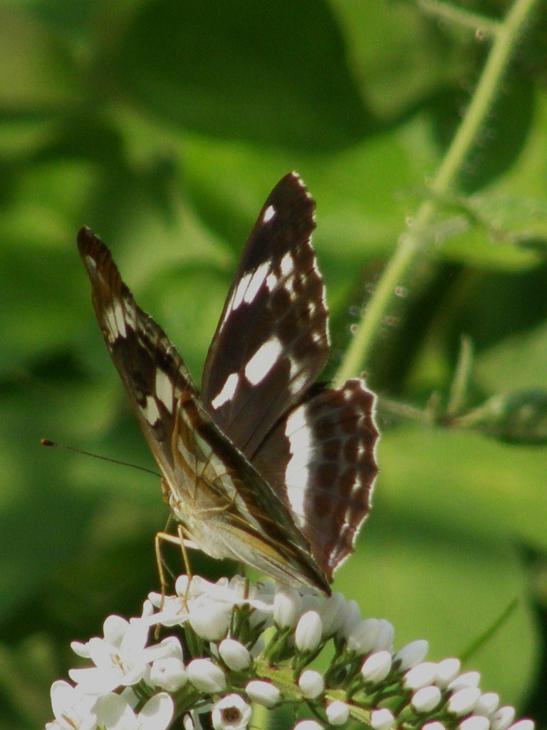 e0064158_23241447.jpg